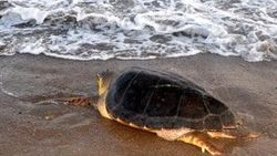 Tedavi edilen caretta carettalar yeniden denize kavuştu