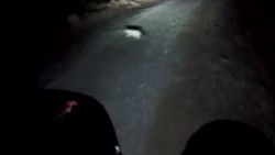 Artvin'de baba oğlunun bulunduğu motosiklete domuz çarptı