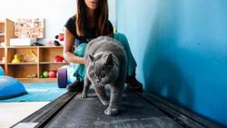 Ankara'da pilatesle zayıflayan obez kedi