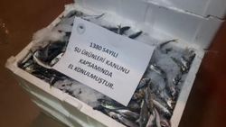 Balık boyu denetimine takılan 2 ton balığa el konuldu