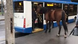 Rusya'da otobüs bekleyen at kamerada