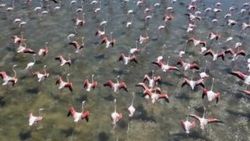 Serçin'e flamingo akını