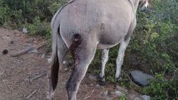 Muğla'da aranan eşek silahla vuruldu
