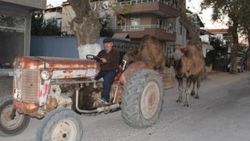 Güreş develeri traktörle antrenman yapıyor