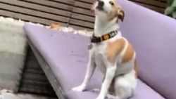 Sahibini kıskanıp çaktırmamaya çalışan köpek