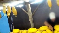 Her gün komşusunun kavunlarını bıçakladı