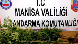 Manisa'da devriye gezen ekipler Hint keneviri buldu