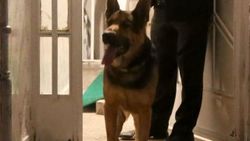 Ağız tasması olmayan köpek, polise saldırdı