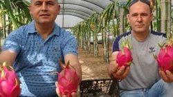 Pitaya dalında bile yok satıyor