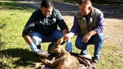 Bartın'da köylüler yaralı karacayı kurtardı
