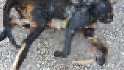 Temizlik işçileri parkta yanmış kedi ölüsü buldu