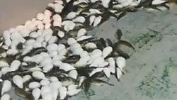 Antalya'da yüzlerce balon balığı ağlara takıldı