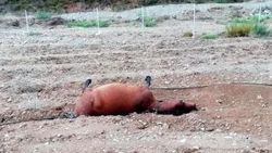 Muğla'da bir arazide vurulmuş 3 at bulundu