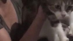 Uyuşturucu kuryesi kedi, tutulduğu yerden kaçtı