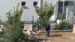 Ağaca bağlı köpeği sopayla dövdü