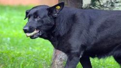 Kocaeli'de yavrularını kaybeden köpek