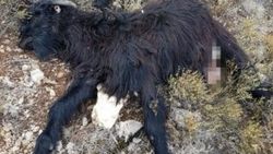 Isparta'da dağda unutulan keçileri kurtlar telef etti