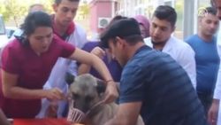 Siirt'te zehirlenen köpek hayvan hastanesine kaldırıldı