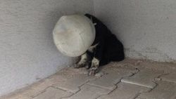 Yavru köpeğin başına plastik bidon geçirdiler
