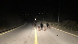 Kocaeli'de aç kalan ayılar araç yoluna indi