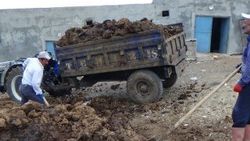 Tezekleri toplayan işçiler günlük 150 TL kazanıyor