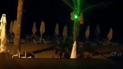Marmaris'te sahile inen domuzlar köpeklere saldırdı