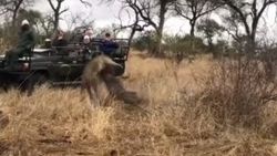 Sırtlan, domuzu leoparın elinden kurtardı
