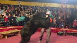 Rusya'da canı acıyınca terbiyecisine saldıran ayı