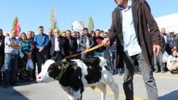 Niğde’de 'en güzel buzağı' yarışması düzenlendi