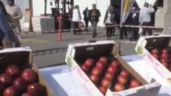 Niğde'de en iyi elma yarışması