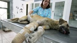 Bursa'da araç çarpan yaralı köpek ameliyat edildi