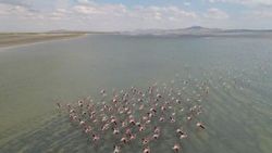 Seyfe Gölü kuraklıkla mücadele ediyor
