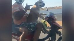 Brezilya’da motosiklet süren köpek