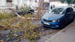Beşiktaş'ta ağaçtan kopan dallar trafiği kapattı