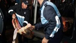 Erzurum'da kaçak et operasyonu