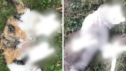 Bolu'da ayakları kesilerek öldürülmüş 2 kedi bulundu