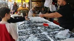 Düzce'de hamsinin fiyatı düştü