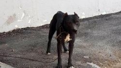 Pitbull çaldı, 7 bin TL para cezası yedi