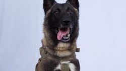 Bağdadi operasyonuna katılan köpek