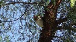 Hatay'da 2 gündür ağaçta mahsur kalan kedi için operasyon