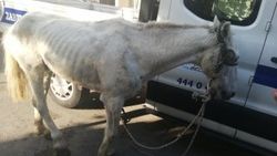 Esenyurt'ta kör ve ayağı kırık ata işkence