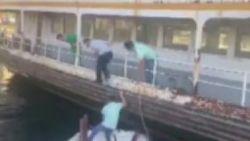 Beykoz'da denize düşen yavru kediyi vatandaşlar kurtardı
