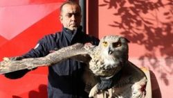 Sivas'ta dev baykuş eve gizlice girdi