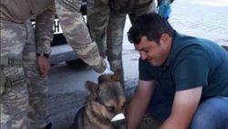 Resulayn'da Mehmetçik'ten yaralı köpeğe yardım