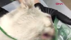 Rusya'da dişleri sökülen kedi için soruşturma açıldı