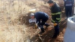 Mardin’de 5 yavru köpeği lağım çukuruna attılar