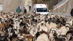 Koyun sürüsü ile kara yoluna çıktı, trafik kilitlendi