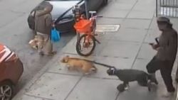 ABD'de iki pitbull küçük köpeğe saldırdı