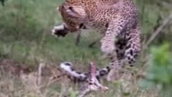 Dev pitonu avlamaya çalışan leopar