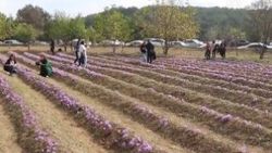 Milli bitki safranda hasat zamanı
